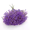 Unique 5-pronged gypsophila purple