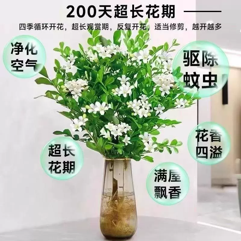 Ароматное гидропонное растение Jiuli от комаров в горшке цветет в любое время года, имеет сильный аромат и легко поддерживает настольные комнатные цветы и зеленые растения.