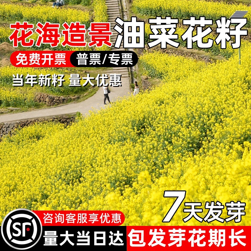 新油菜种子 油菜花海观赏油菜花 高产榨油油菜籽北方耐寒观花种子