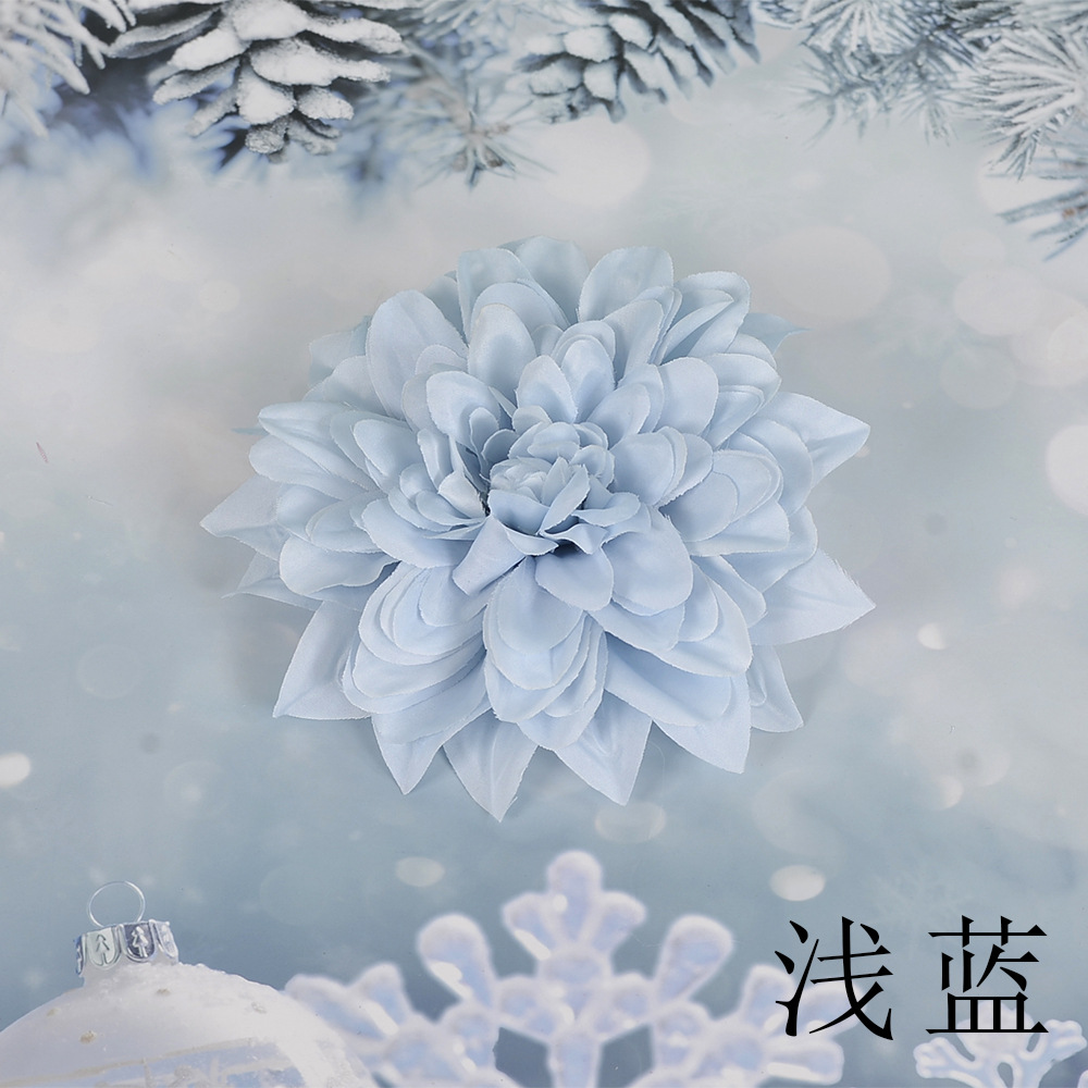 라이트 블루 SL 큰 epiphyllum 꽃 머리