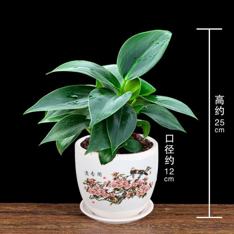 엄선된 마약왕 + 향기로운 그림 흙이 담긴 세라믹 세면대 + 영양액