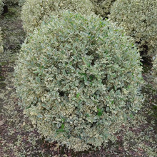 银姬小蜡球 花叶女贞球 成都园林绿化球 市政工程苗木球 灌木土球