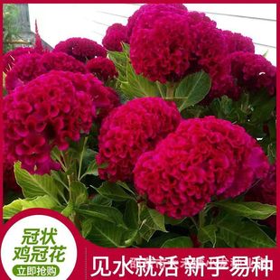 �ڠ��u�ڻ��N���׻��u�ڻ��N���ͺ���ꎻ���ͥԺ���⻨�ܷN��