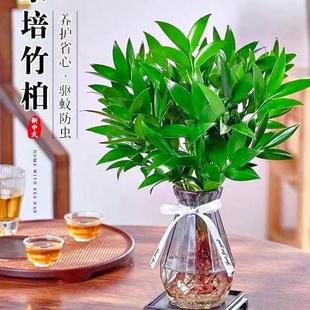 Mosquito Repellent Bamboo and Cypress Hydroponic Plants Indoor Water-Grown Green Plants Flower Pots Evergreen Easy to Maintain Living Room