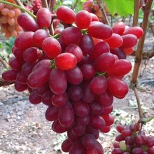 �˂����o�������� �޽���t�����ɭ���ј��� ����Ʒ�N���ѹ�����
