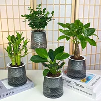 Серый пластиковый горшок Богатый бамбук Золотой бриллиант Fortune Tree Jiuli Ароматное зеленое растение Рабочий стол Хорошее гидропонное зеленое растение Офис