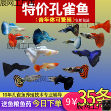 ��ȸ�~С�~�Ꭷ�~ȫ�N�������B�^�p�~С�͵�ˮ���R�~����~���l