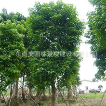 秋枫树 秋枫树品牌 图片 价格 秋枫树批发 阿里巴巴