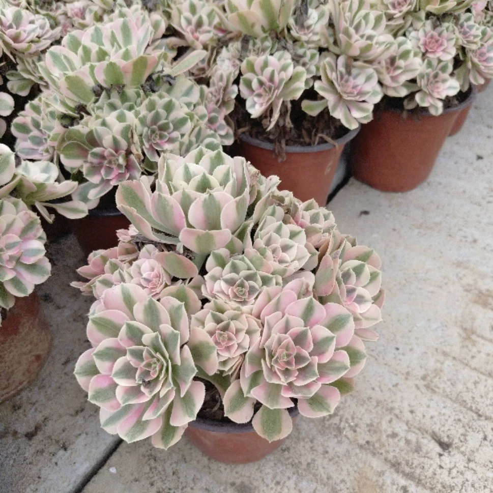 Мастер-садовод Медуза с множеством головок (6-10), горшок 12 см, реальное фото, серия «Мастер-садовод», отправляется без почвы.