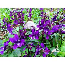 �ϻ��ض��N��