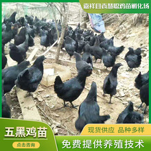 孵化場養殖五黑綠殼蛋雞 山東農家散養五黑綠殼蛋雞 基地養殖雞苗