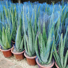 �������J�C�����������w���r����������������J�C�̨ͥԺ�Gֲ