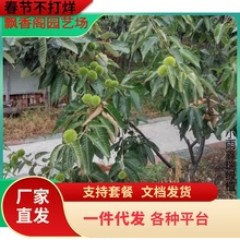 一件代发嫁接栗子树苗南北方种植特大油板栗锥栗大红袍地栽板栗苗