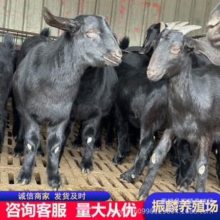 ɽ�|��ɽ���������һֻ�������ʺ�ɽ�� ��ɽ��N����