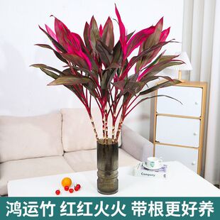 \Fֱ͏d_FˮGֲktӼϲc