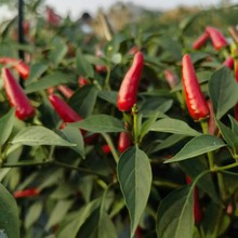 湘研743 朝天椒种子辣小米椒青椒早熟辣椒种籽四季农家