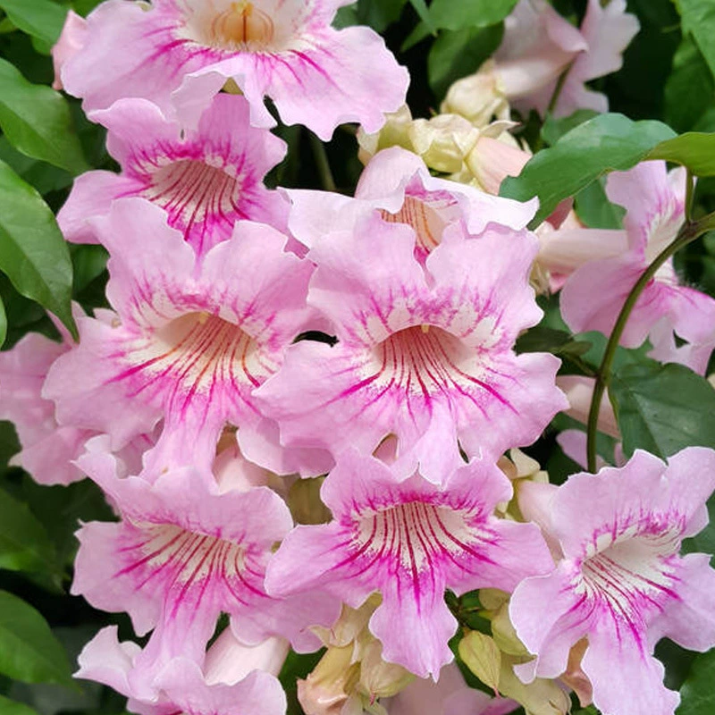 Розовый кемпсис Рассада Горшечные вьющихся растений Four Seasons Балкон Восхождение Фиолетовый Yun Vine Двор Морозостойкие ароматные цветы