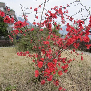 �N�����Ę������Ի���ͥԺֲ���ձ����Ļ����t�������F�U������