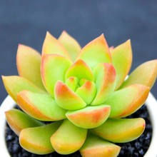 ����ֲ��M�����ԾGֲ�����k���������������S�����w