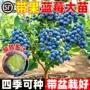 北方南方特大号盆栽果树苗