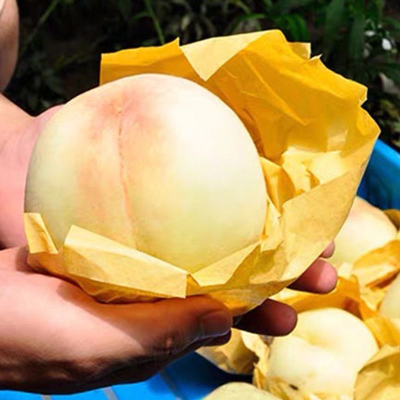 1264a5e18007ef8150ad9709069aea