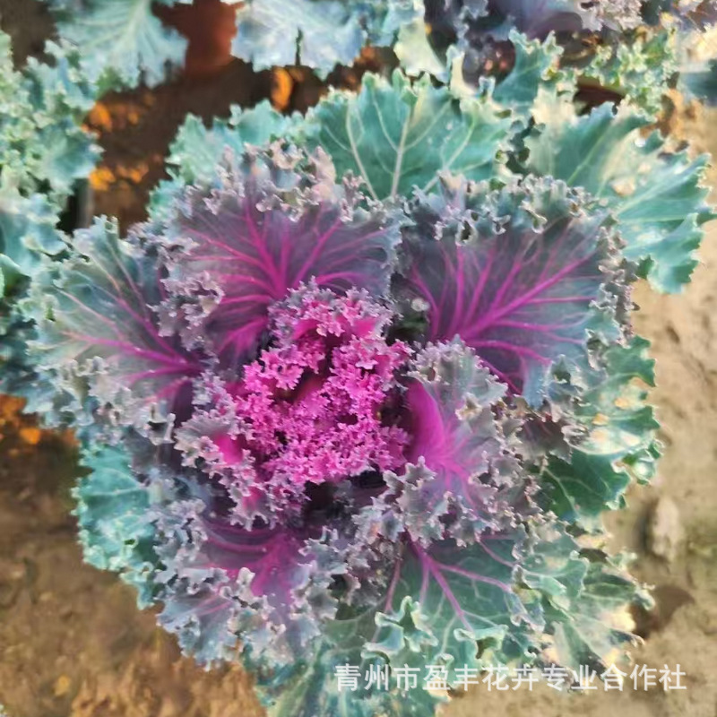 微信图片_20241219091213