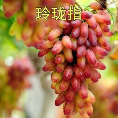 링롱은 5년생 모종을 말합니다. [올해의 성과] +30cm(포함)~40cm(제외)