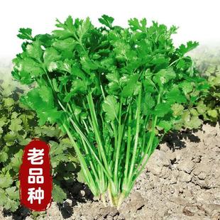 Winter Large-Leaf Coriander Seeds, Potted Coriander Seedlings, Vegetable Seeds, Rapeseed Seeds, Old Varieties for All Seasons
