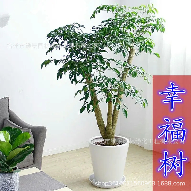 hGyTgvKjy9T/JMf1cqcTitUucJ03jqI+SsO3