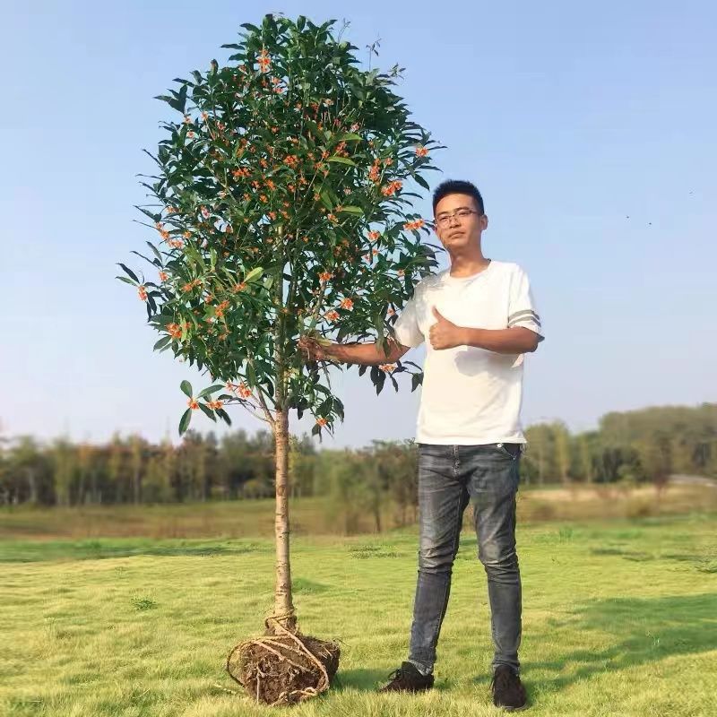 基地原生桂花树苗四季桂花地栽八月庭院高杆金丹天沉香桂花苗盆栽