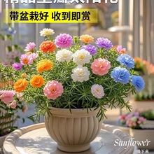 ̫ꖻ����ذ�����Ԏ������ļ����B�_����ֲ���k���҃�����Gֲ
