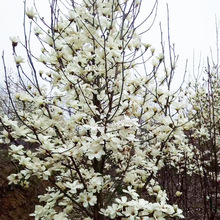 白玉兰树苗 公园街道造景黄玉兰苗 规格齐全庭院绿化苗木地栽花木