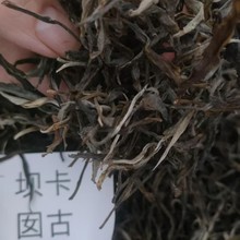 坝卡囡古老树生茶散料早春茶生普洱茶叶一件代发批发快手抖音班章