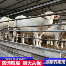 �����Rţ��ţ�����l ��ţ��r�� �����RСţ�Bֳ���l