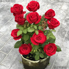 ���ֱ�lõ���ϸ��Ϙ��ļ��_���̨�����¼�������҃��׻��