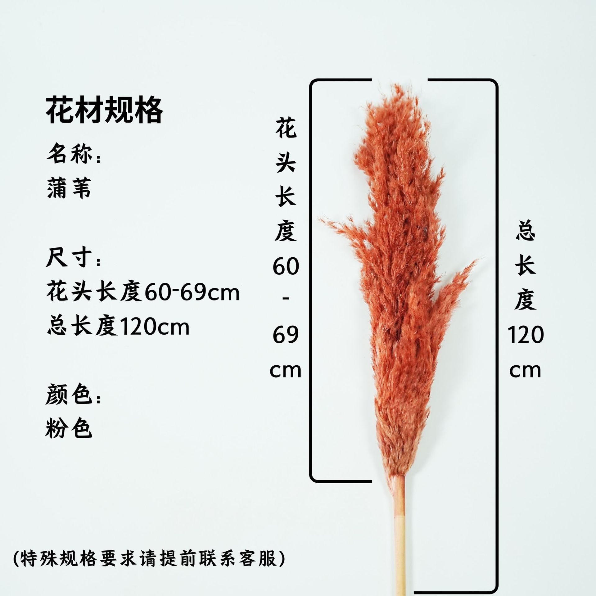 꽃머리 60~69cm 브라운