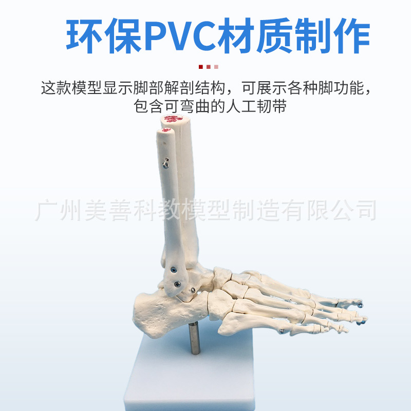 1:1足関節モデル足骨足関節自然大足骨足骨足骨解剖構造モデル
