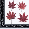 Maple leaves True leaves Patch True Flower Leaf Patch Plant Simpling Dry Flower Pressing Flower Mobile Phone Shell Bookmark