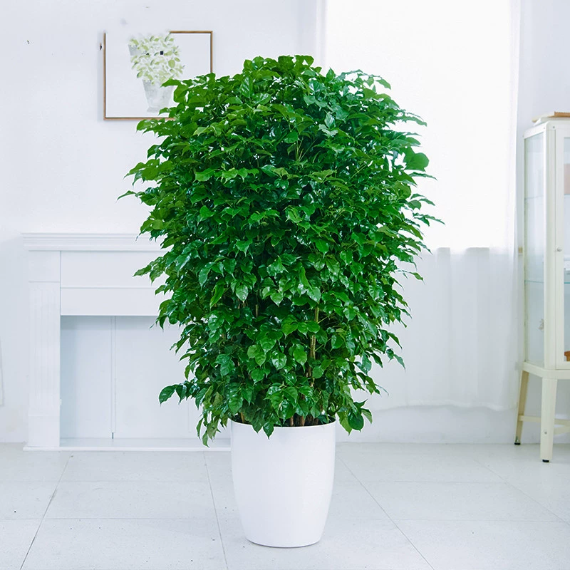 Дерево счастья в горшке Зеленое растение Крытый Большой Зеленый завод в горшке Безопасное дерево Хорошо поднять Four Seasons Вечнозеленое Дерево Счастья оптом