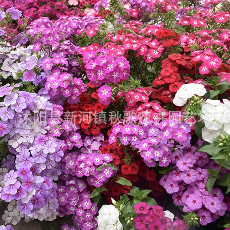 Семена кластерных цветов флоксов семена карликовых растений с низким стеблем Four Seasons цветение легко жить на открытом воздухе морозостойкие растения цветы