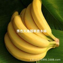 �����㽶���н�9̖�㽶��������ʵ۽����Ϸ��t�㽶���箔��Y��
