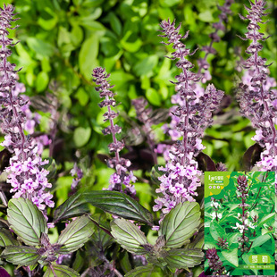 ʳ�þŌ��������_�ՙ����_�շN���������ļ��̨�����_���~�N����