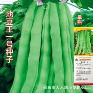 地豆王一号豆角种子 无架四季豆菜豆早熟抗病 宽荚肉嫩白莲豆种籽-阿里巴巴