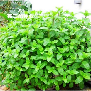 Spearmint Seeds, Mosquito Repellent Grass Seeds, Mint Balcony Potted Courtyard Greening, Evergreen Perennial All Year Round