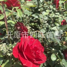 �|���ͺ�������ֲ �qϼ�¼��� �۵��pɫ�¼��S���¼�ʮ����������