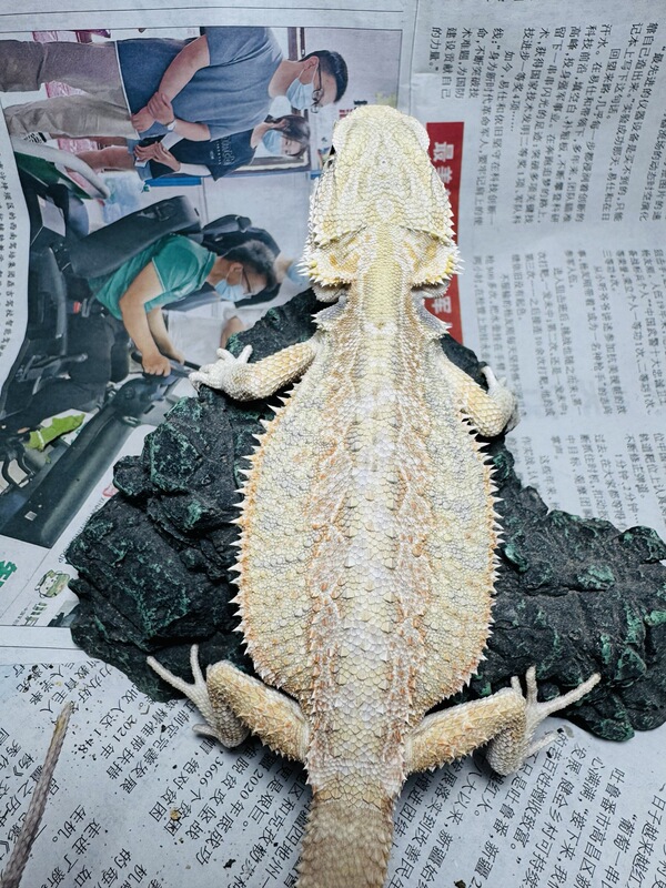鬃狮蜥蜴活的宠物幼体入门级爬宠异宠温顺不咬人柑橘红系超白zero|undefined