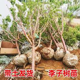 特大蜂糖李子树苗脱骨清脆李子果苗盆栽地载南方北方种植三华李苗