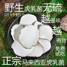 虎乳菌野外虎奶菌马来西亚虎乳灵芝虎乳菌片3个-5个1斤官方旗舰店
