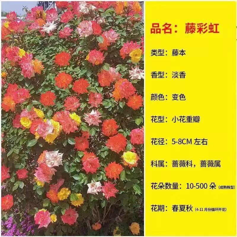 향기로운 작은 꽃 [이중 꽃잎과 다양한 색상] 덩굴 무지개 [사계절 꽃이 핀다]