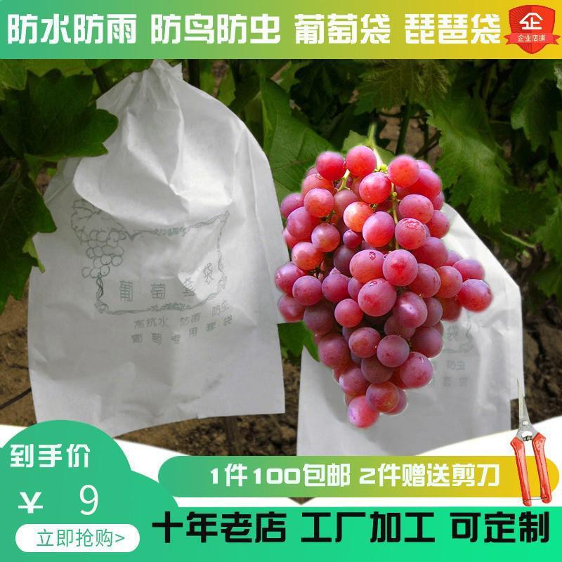 ブドウの厚い袋の白い雨防止鳥虫日光バラ半透明蓮霧マンゴービワ袋は郵送します。|undefined